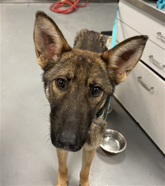 Image_A1917651