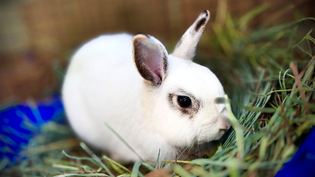 Image_A337592