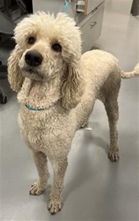 Image_A1918035