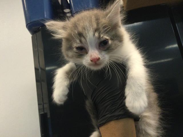 Image_A1918308