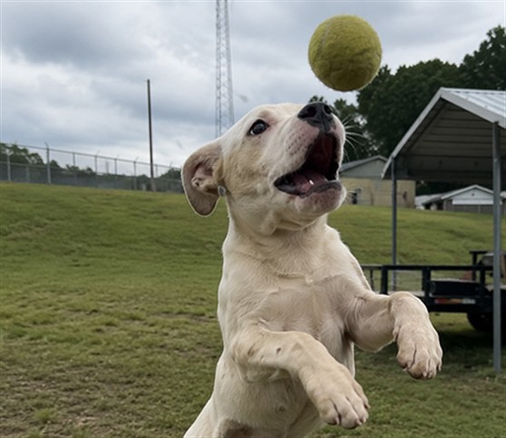 Image_A007027