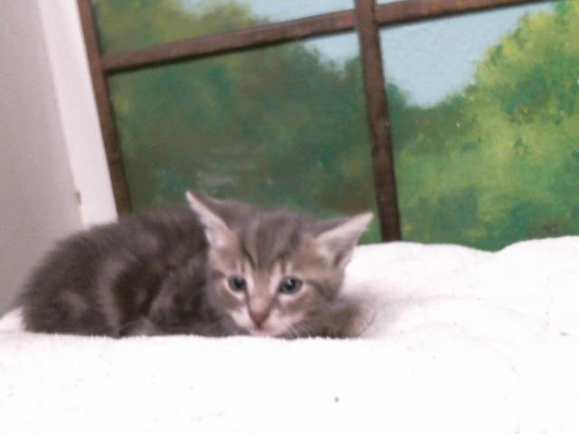 Image_A2076419