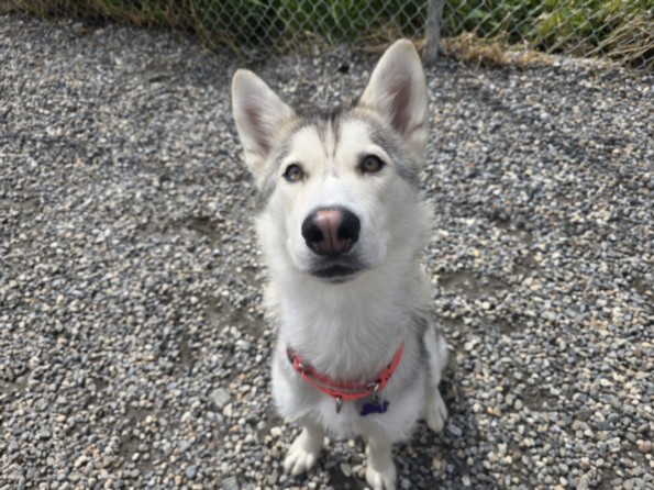 Siberian Husky