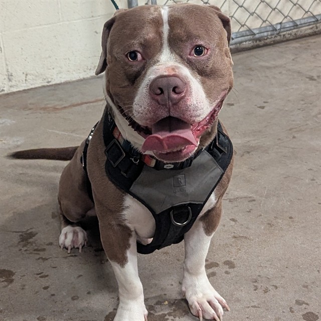 Image_A271024