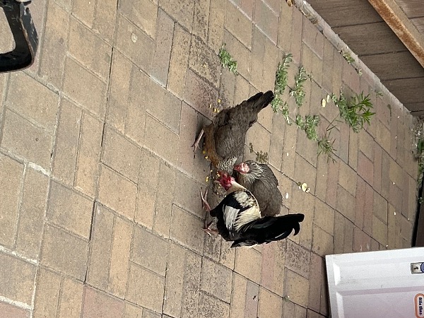 Image_3077410