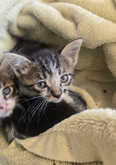 Image_A149265