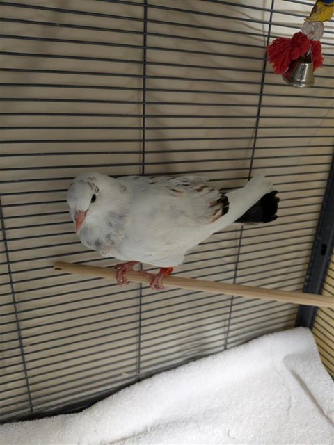 Image_A065148