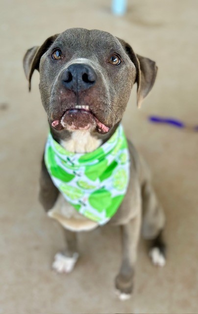 PRINCE, adoptable senior Pit Bull Terrier