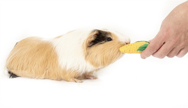 Image_A081111