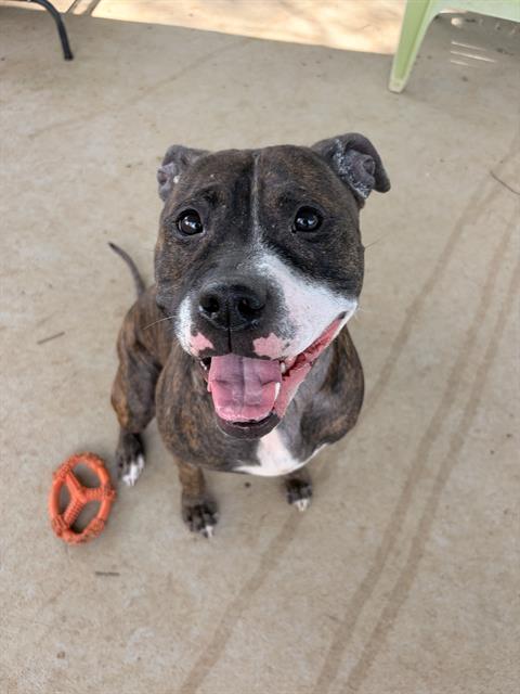 NENE, adoptable senior Pit Bull Terrier