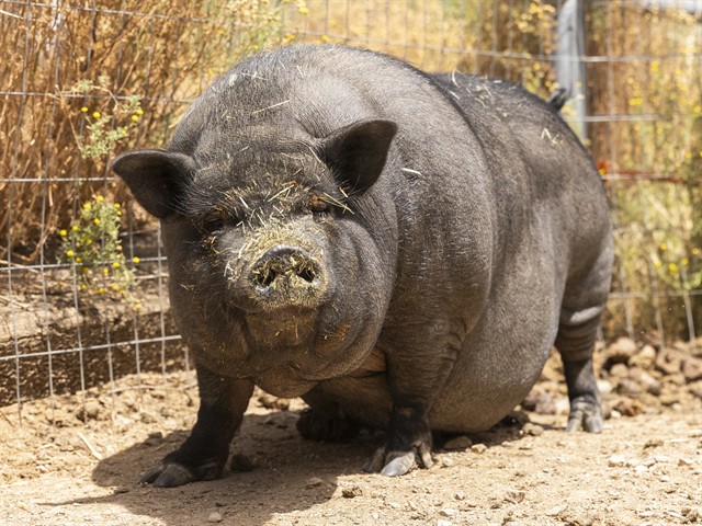 Image of Calm Charlotte the livestock