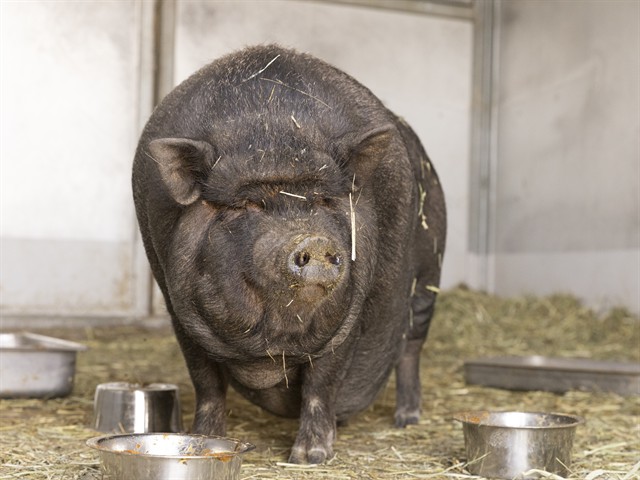 Image of Bossy Betty the livestock