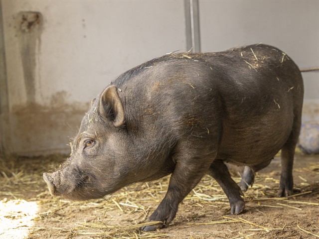 Image of Kissin Kyle the livestock