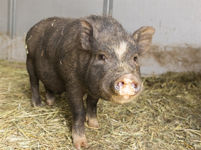 Image of Fancy Francois the livestock