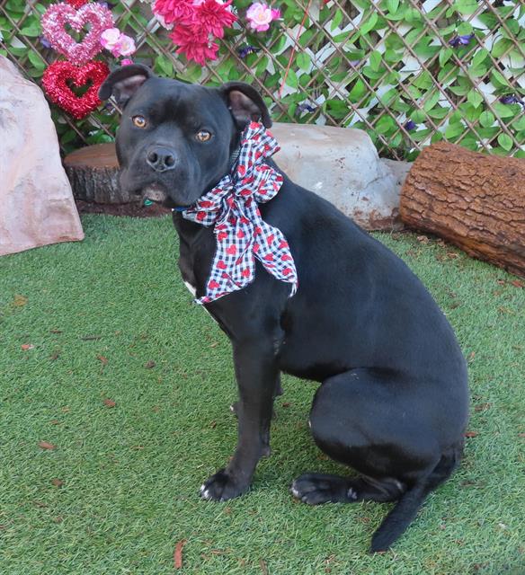 Image_A467851