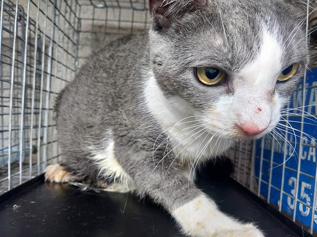 Image_A2476950
