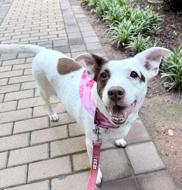 CLARABELLE, adoptable senior dog