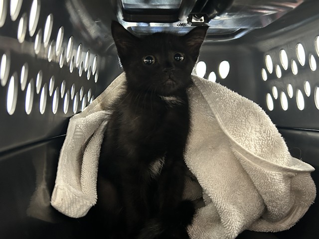 Image_A383474