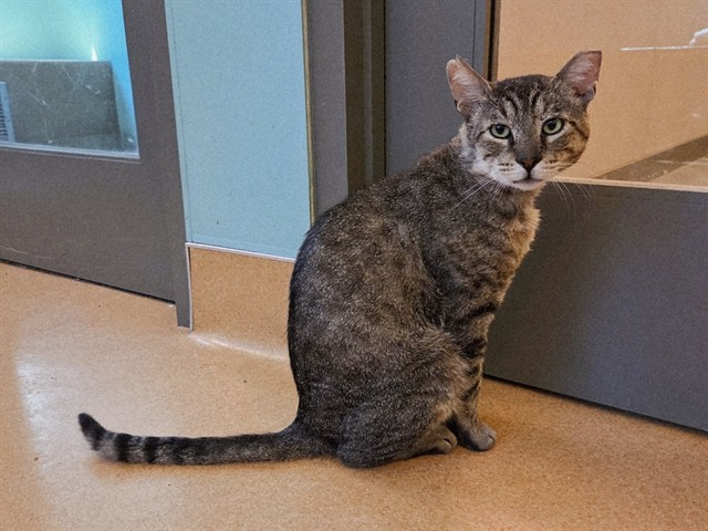 Simon