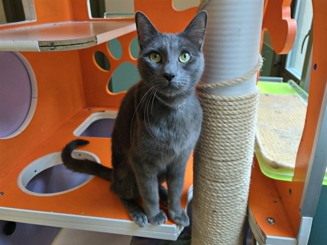 Phoebe