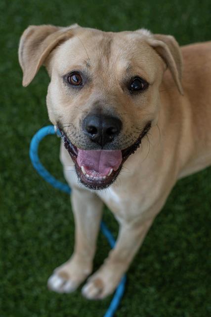 JAFAR, adoptable senior Labrador Retriever mix