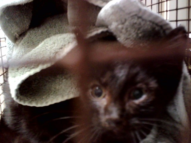 Bumble