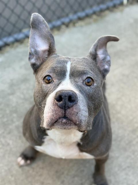 CHARA, adoptable senior American Pit Bull Terrier mix