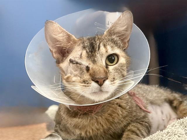 Lulubell