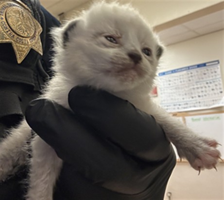 Image_A1046469
