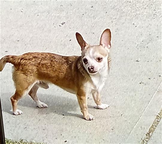 Image_A090342