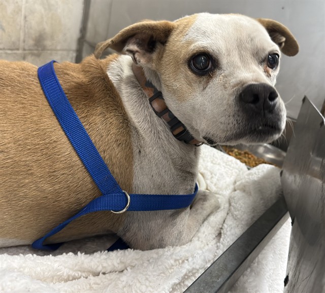 PRINCESS, adoptable senior Pit Bull Terrier mix
