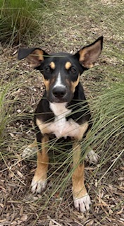 Image_A170280