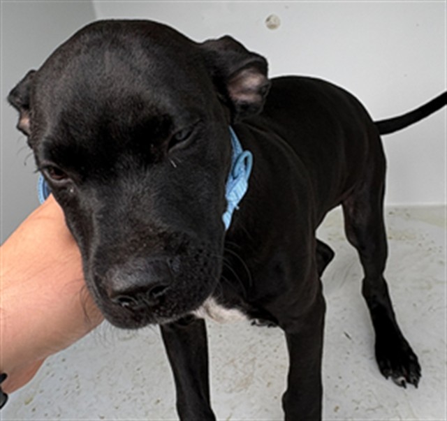 Image_A226963