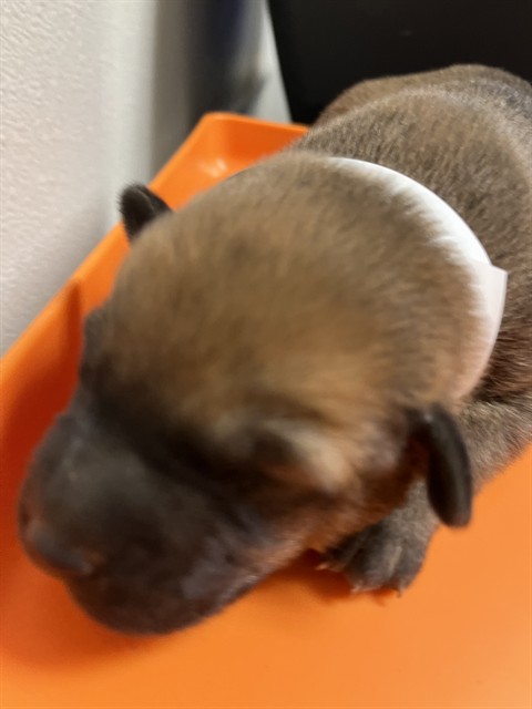 Image_A1249257