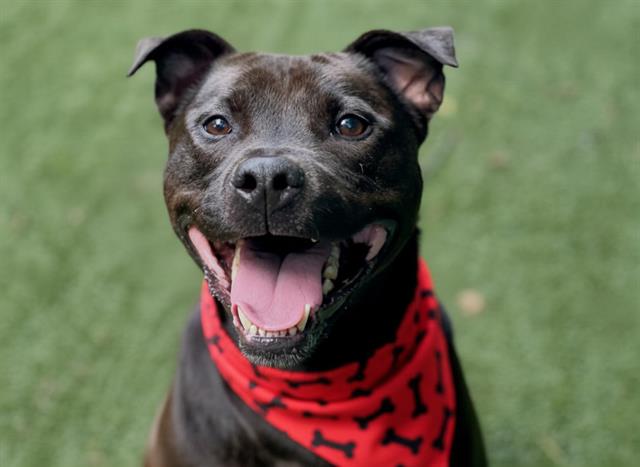 BART, adoptable senior Staffordshire Bull Terrier mix