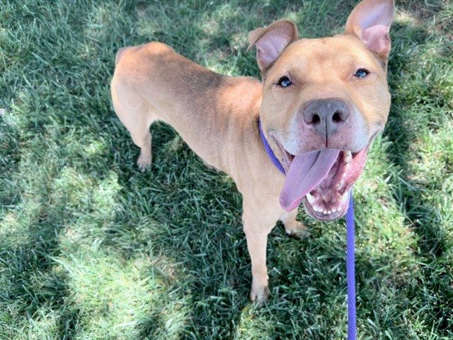 THURGOOD, adoptable senior Pit Bull Terrier mix