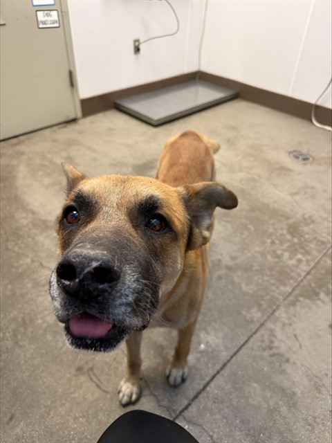 Walter*, adoptable senior dog