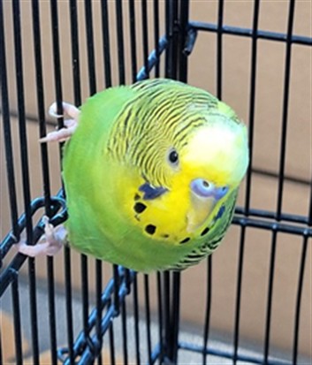 Image_A081779