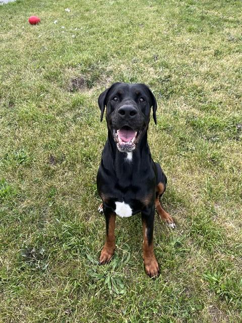 Doberman Pinscher
