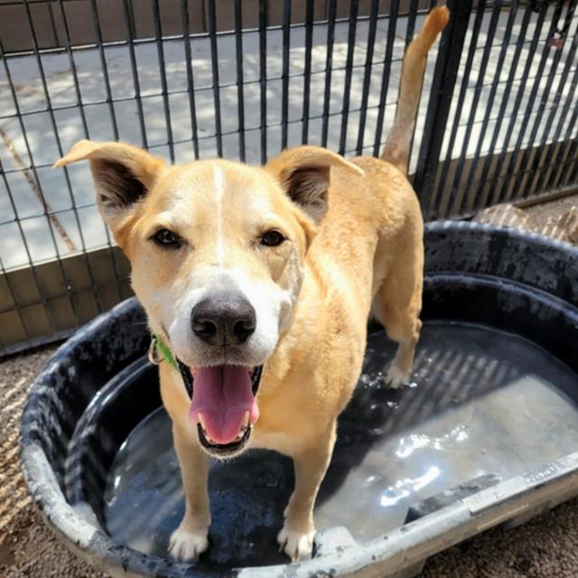 Bensen, adoptable senior dog