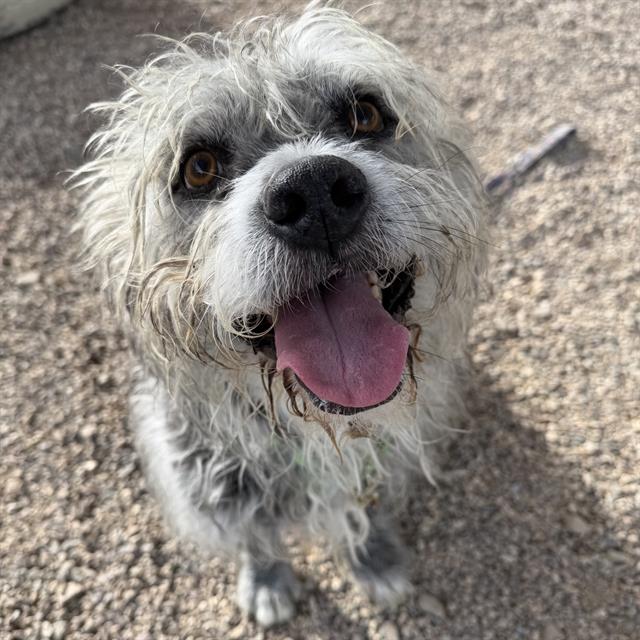 Spike*, adoptable senior dog