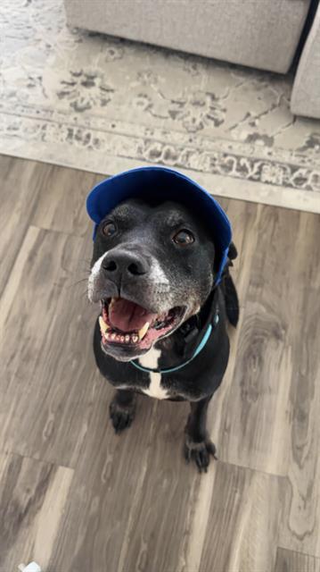 ANUBIS, adoptable senior Labrador Retriever mix