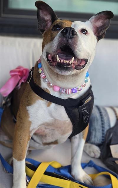 ROSE, adoptable senior dog
