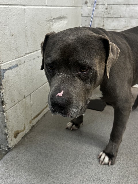 MILES, adoptable senior dog