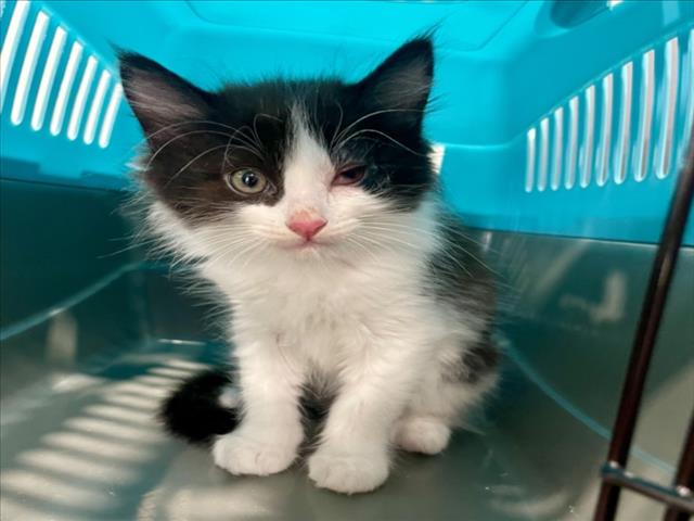 Image_A2079961