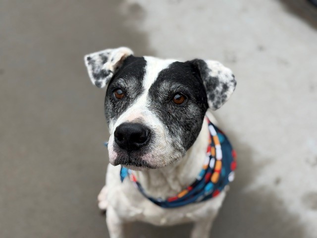 PO, adoptable senior Australian Cattle Dog mix