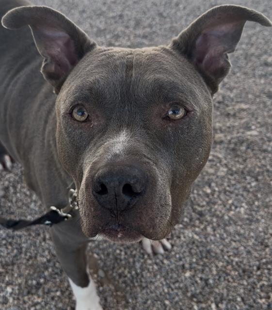 Jasper, adoptable senior dog