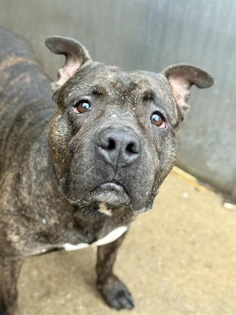 TROUT, adoptable senior American Pit Bull Terrier