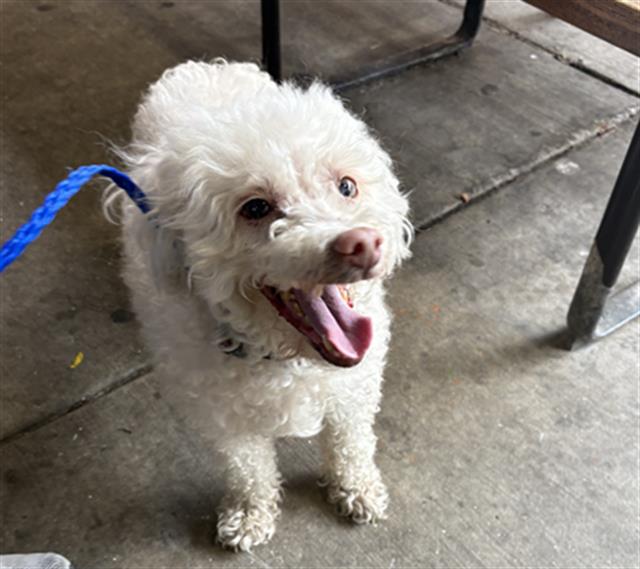 MONA, adoptable senior Bichon Frise