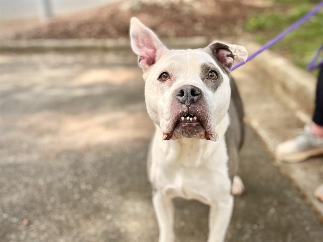 BELLA, adoptable senior Pit Bull Terrier